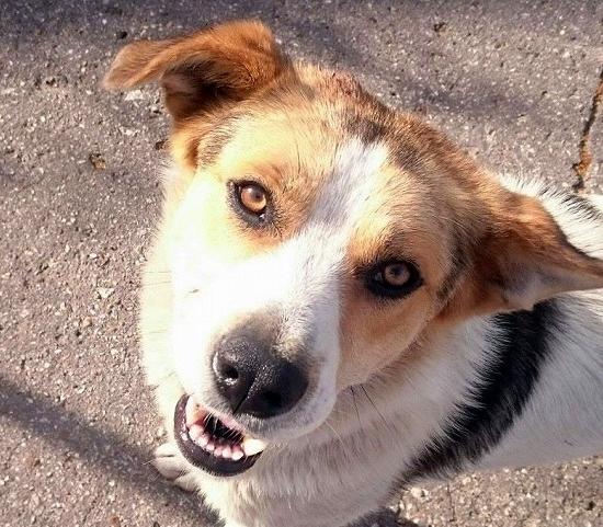 Почти 60  бродячих собак убиты в рамках карантина по бешенству в Нижнем Новгороде
