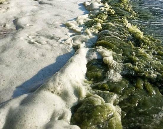 Вспенилась вода у берега Горьковского водохранилища в Нижегородской области