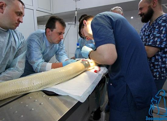 Нижегородские хирурги сделали кесарево самке питона, которая не могла разродиться