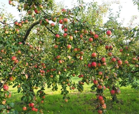 Около 60 га интенсивных яблоневых садов обещано заложить в Нижегородской области в 2018 году