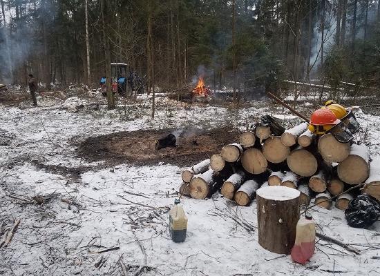 Кострами и вырубкой леса якобы борются с жуком-типографом в Зеленом городе Нижнего Новгорода