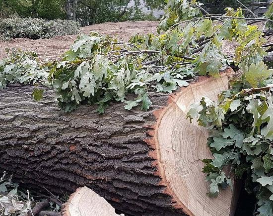 Вырубив дубы и другие деревья без компенсации, застройщик создал угрозу краснокнижным растениям в Нижнем Новгороде
