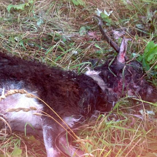 Полиция не стала возбуждать дело по факту гибели козы от зубов собаки в Ветлуге Нижегородской области