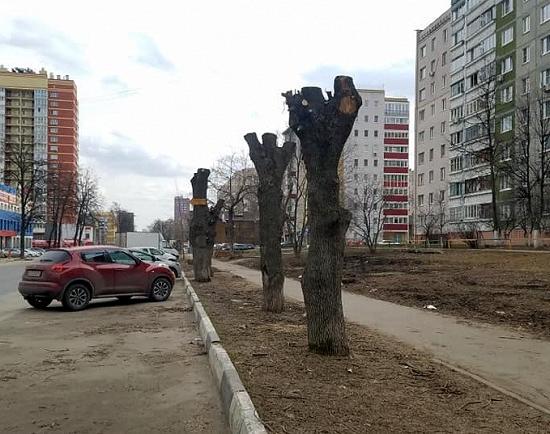 Омолаживающей назвали чиновники обрезку деревьев на Полтавской в Нижнем Новгороде