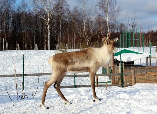 Еще шесть северных оленей заселят в Керженский заповедник Нижегородской области