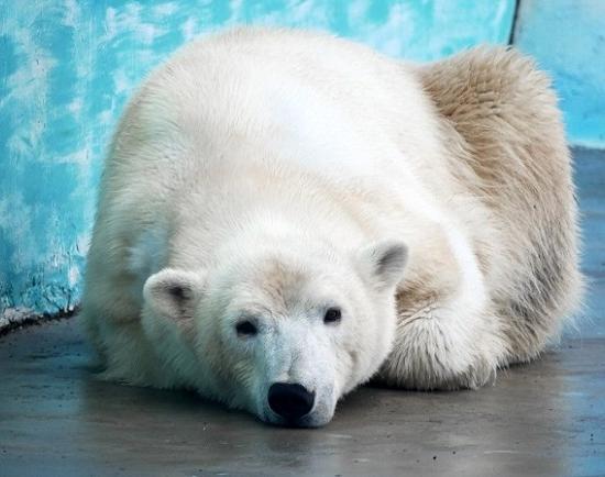 Спасенная в Якутии белая медведица поселилась в нижегородском зоопарке