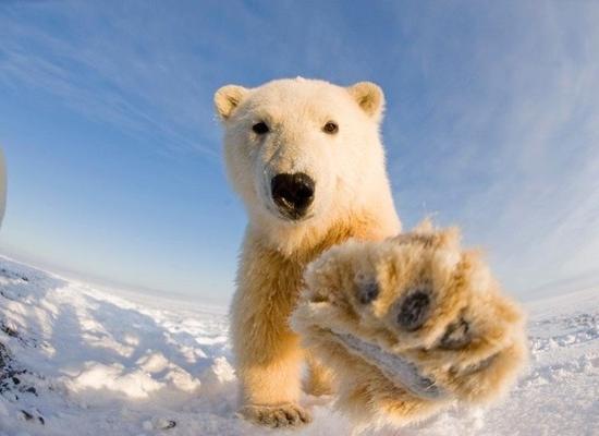 Вопросы опеки над белыми медведями обсудили эксперты в зоопарке «Лимпопо» Нижнего Новгорода