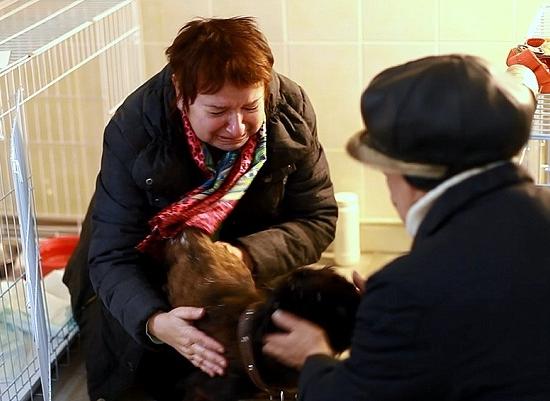Спаниель, спасенный из «концлагеря» для собак в Нижнем Новгороде, возвращен хозяйке