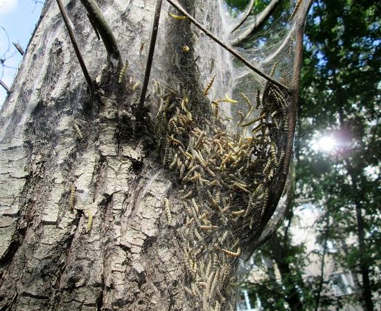 Приняты меры к сокращению гусениц горностаевой моли, уничтожающих зелень в Нижнем Новгороде