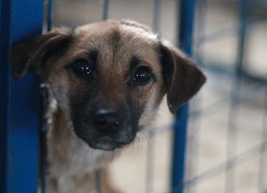 Опубликовано видео спасения собак из «концлагеря» в Нижнем Новгороде