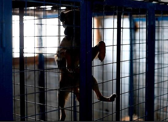 СК продолжает расследование уголовного дела о «концлагере» для собак в Нижнем Новгороде