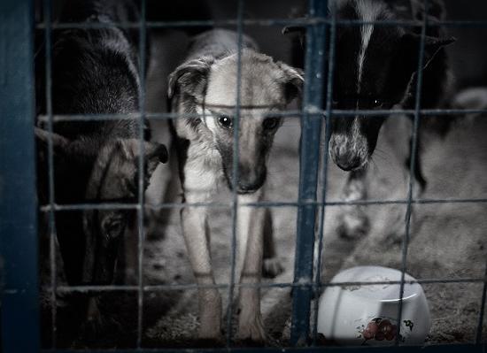 В Нижегородской области зарабатывают на поголовном убийстве собак