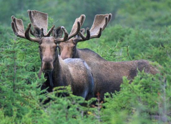 Более 800 лосей разрешили убить в Нижегородской области