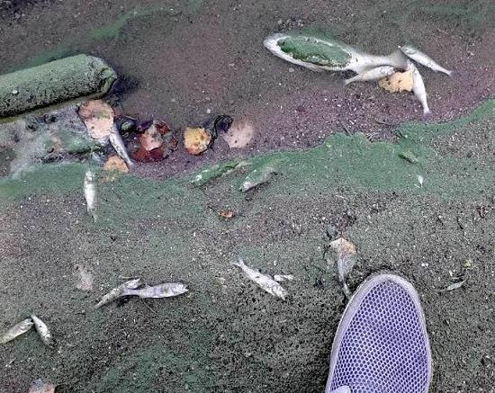 Погибшим мальком судака усыпано побережье Горьковского моря в Нижегородской области