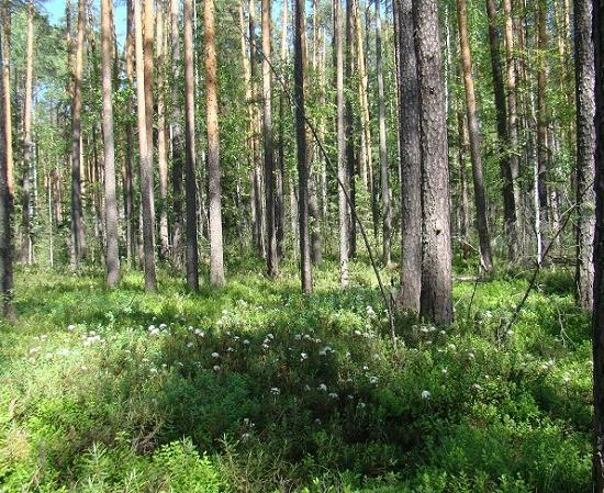 Редкая орхидея зацвела в Керженском заповеднике Нижегородской области