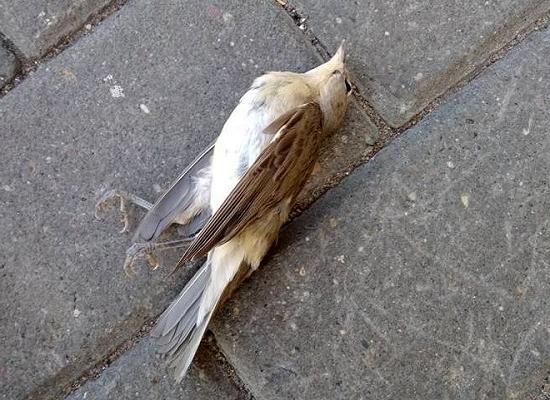 Птицы массово гибнут в Нижнем Новгороде