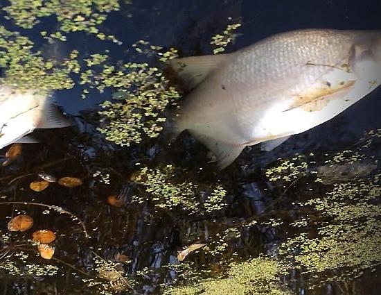 Массовая гибель рыбы в озере зафиксирована в Бутурлинском районе Нижегородской области