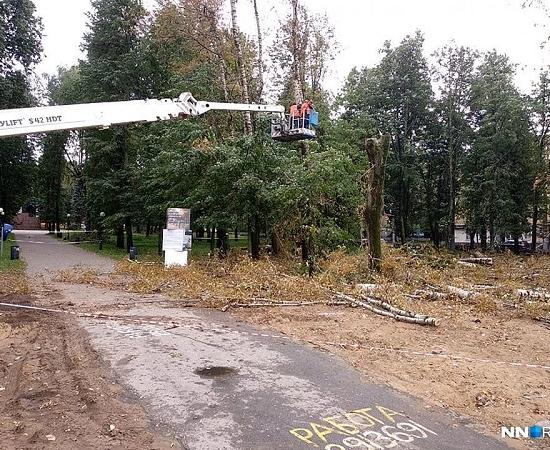 Вырубка здоровых деревьев начата под предлогом благоустройства в сквере Нижнего Новгорода