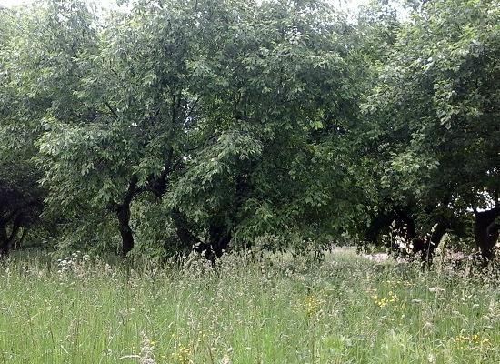 Более 100 деревьев незаконно вырублены в сквере возле ДК ГАЗ Нижнего Новгорода