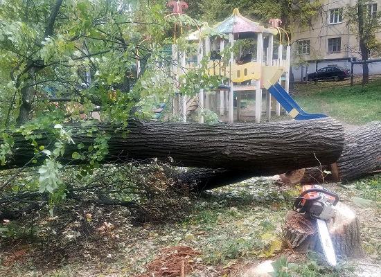 Деревья вырублены в интересах застройщика в сквере на Ковалихинской Нижнего Новгорода