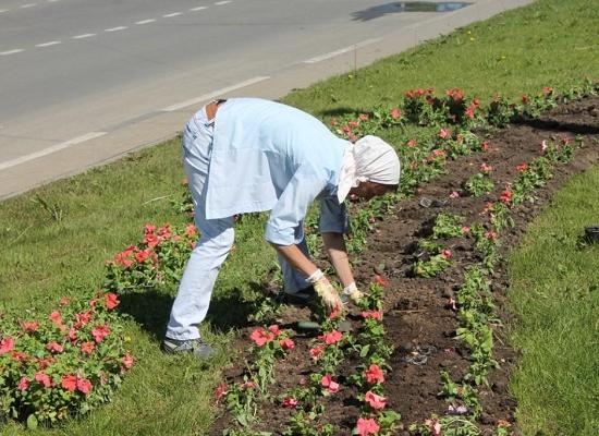 50 млн руб. планируется выделить на украшение Нижнего Новгорода однолетними цветами в связи с ЧМ-2018 