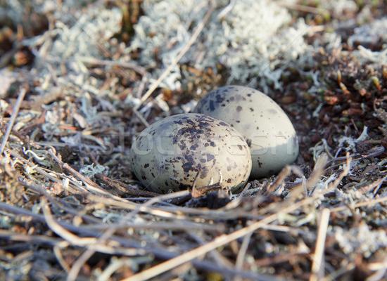 Незаконно добытые яйца дикой чайки обойдутся нижегородцу в 60 тыс. руб.