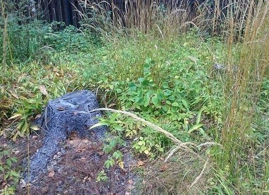 Возбуждено уголовное дело по факту ущерба природе на участке фирмы «Шишкино» в Зеленом городе Нижнего Новгорода