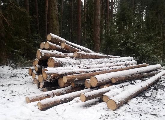 Начато административное расследование по факту вырубки леса в Зеленом городе Нижнего Новгорода