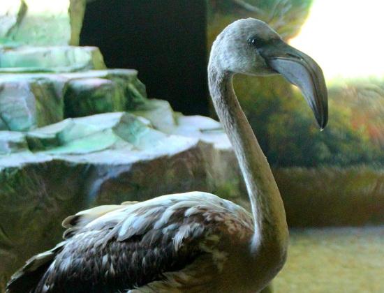 Спасенные фламинго переехали в новый вольер нижегородского зоопарка
