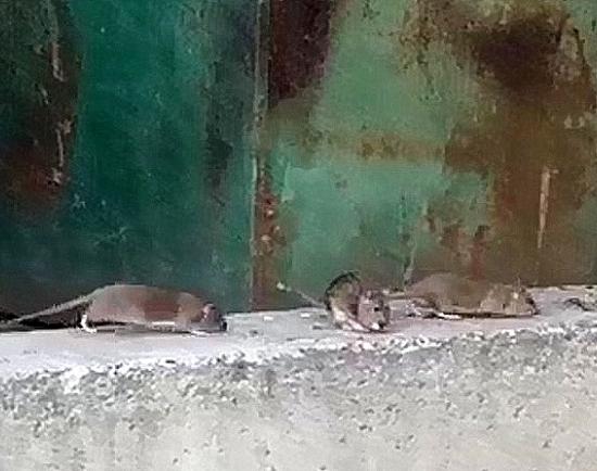 Множество серых  крыс обосновались возле бизнес-центра «Пушкинский» Нижнего Новгорода