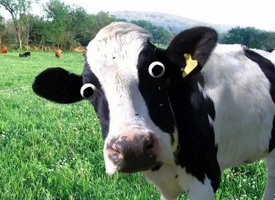 Нижегородские фермеры завышали показатели надоев до 330 л на корову в сутки