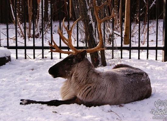 Нижегородские депутаты ГД РФ хотят легализовать охоту на животных в загонах