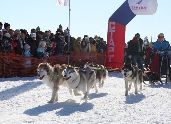 Более 300 собак участвовали в гонках «Зимняя сказка» в Нижегородской области
