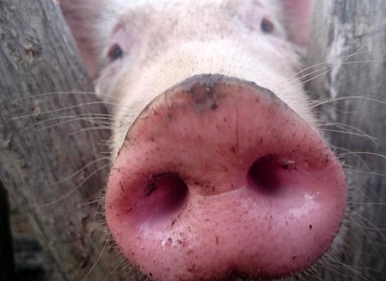 Очаг африканской чумы свиней локализован в Сосновском районе Нижегородской области