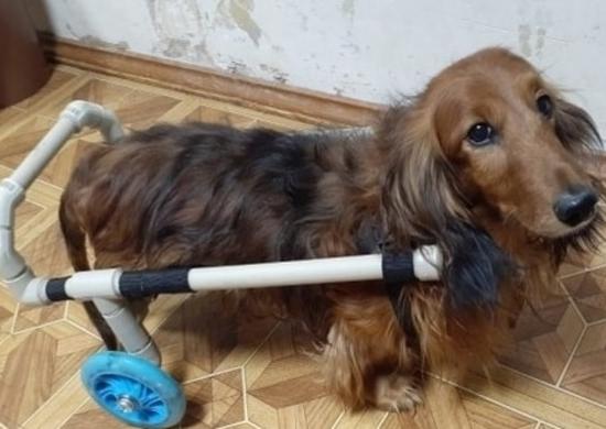 Нижегородец создал колёсный протез для собаки, у которой отказали лапы